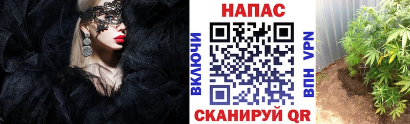 Марихуана OG Kush сайты даркнета формула Вышний Волочёк